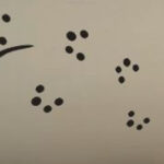 Wandtattoo Gecco mit Fußabdrücken